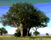 baobab.gif (109566 bytes)