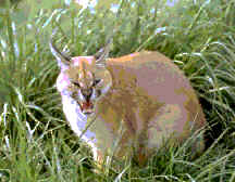 caracal.gif (108918 bytes)