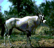 gazelle.gif (124470 bytes)