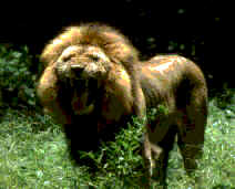 lion.gif (108810 bytes)