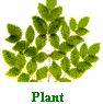 plant.gif (3446 bytes)